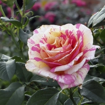 Claude Monet (Клод Моне)